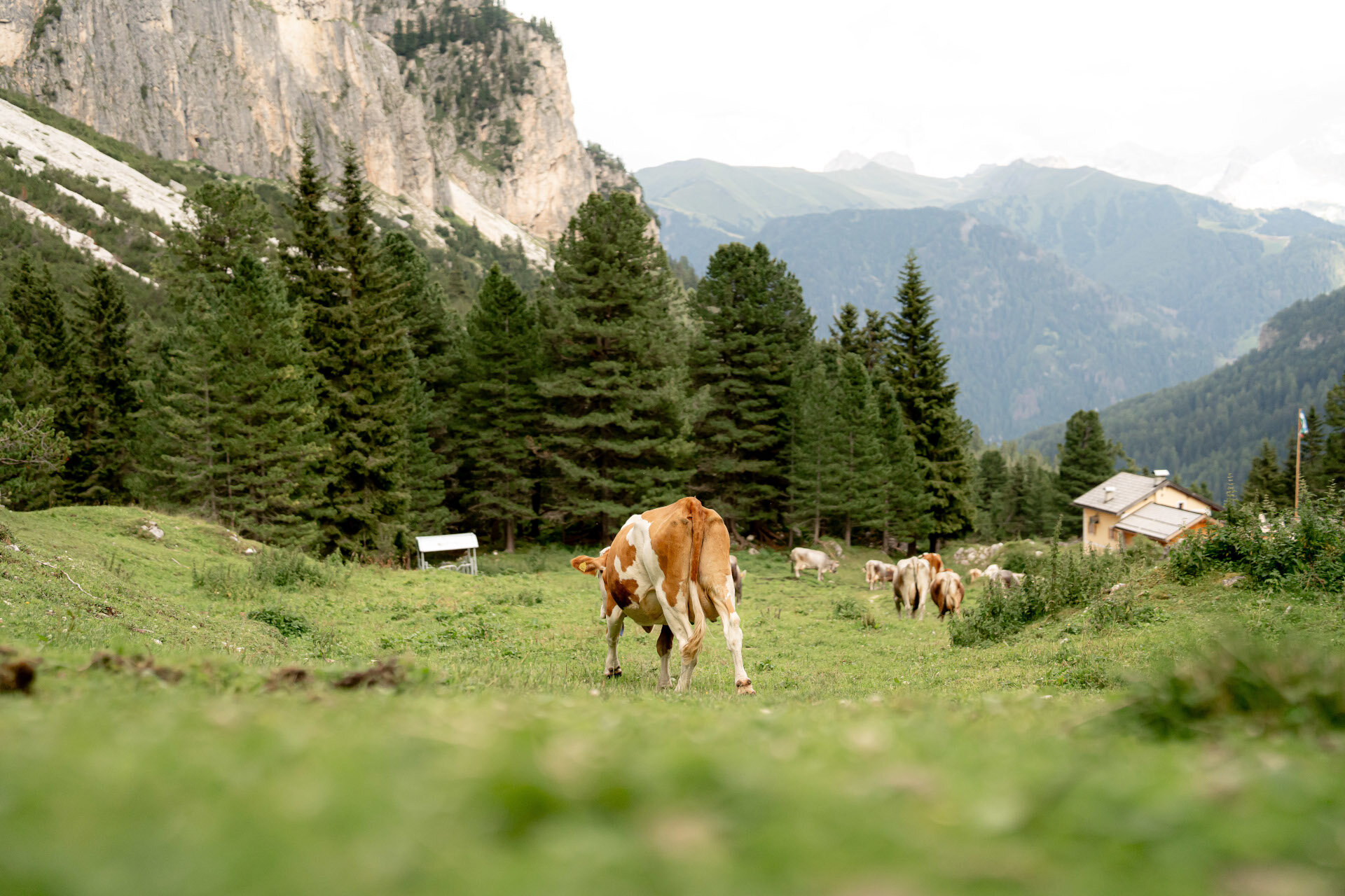 Experiences Made In Val Di Fassa Experiences Made In Val Di Fassa